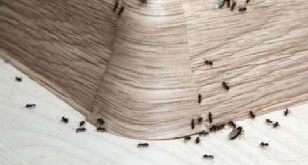 Débarrassez-vous des fourmis autour et dans  la maison en une seule nuit