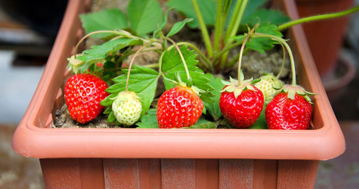Des fruits à cultiver en pots: pas besoin de jardin !