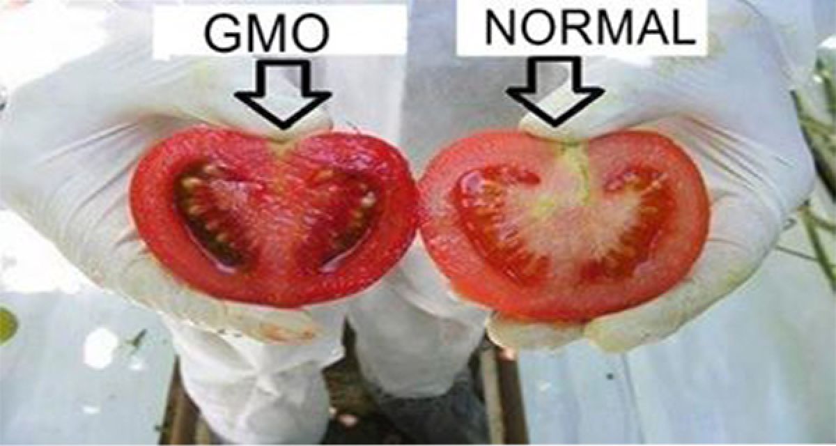Comment identifier les OGM dans notre marché?