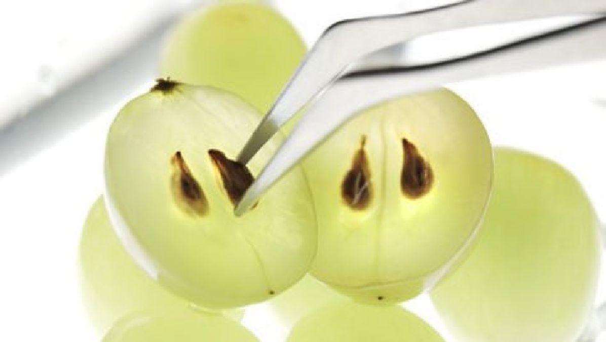 Découvrez les incroyables bienfaits santé des grains de raisin