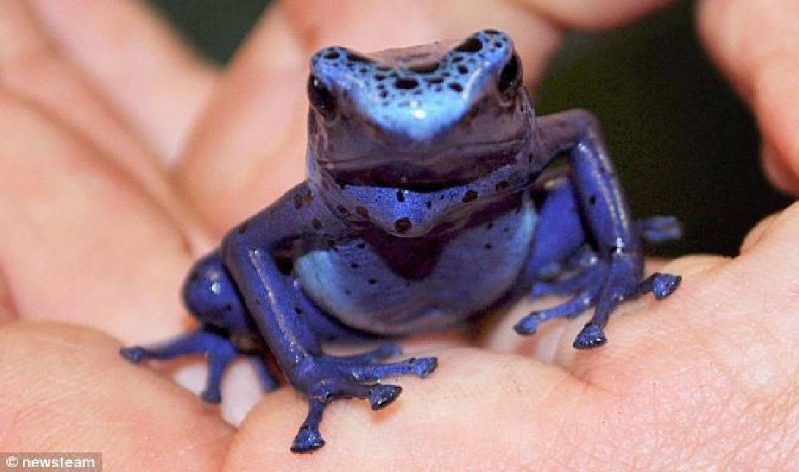 Les scientifiques ont reproduit avec succès une minuscule grenouille bleue qui est si toxique qu’elle peut tuer dix hommes!!