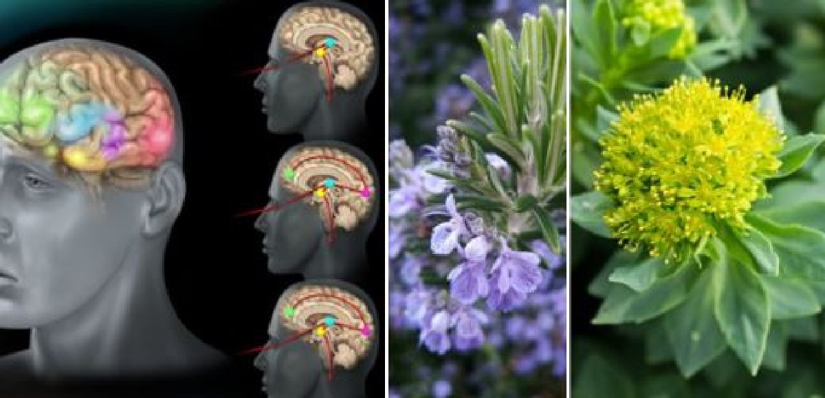 Contre l’anxiété qui vous détruit, voici 10 plantes plus efficaces que les médicaments.