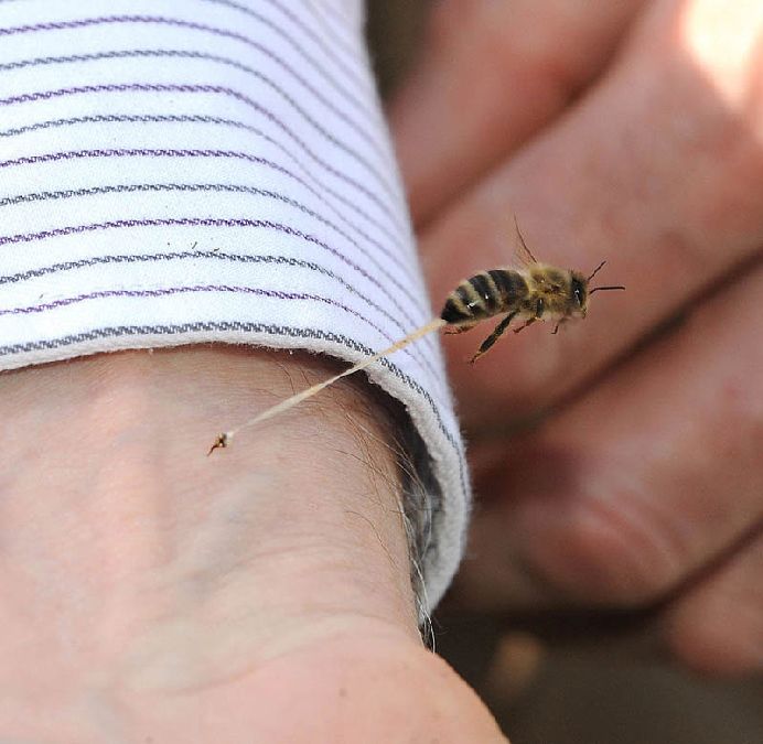 honeybee-death-final-sting-abdominal-tissue-trail-stinger-left-in-art-(1)
