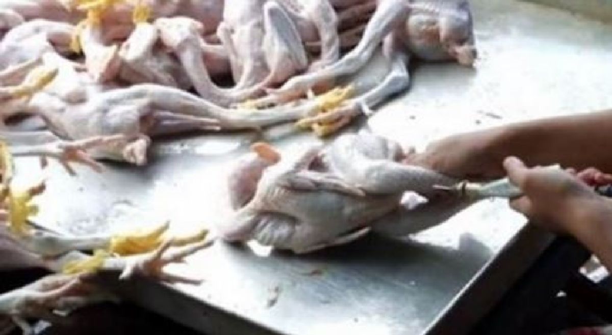 Ce type de poulet que vous mangez est rempli de produits chimiques dangereux !