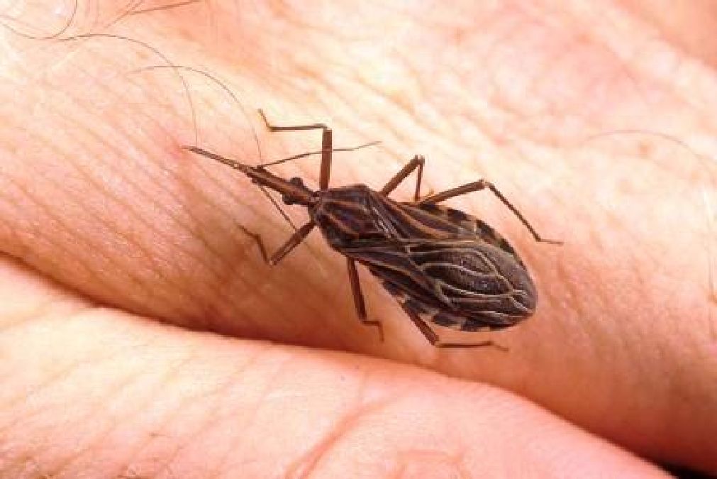 Attention, si vous rencontrez cet insecte ; adressez -vous à votre médecin en urgence.