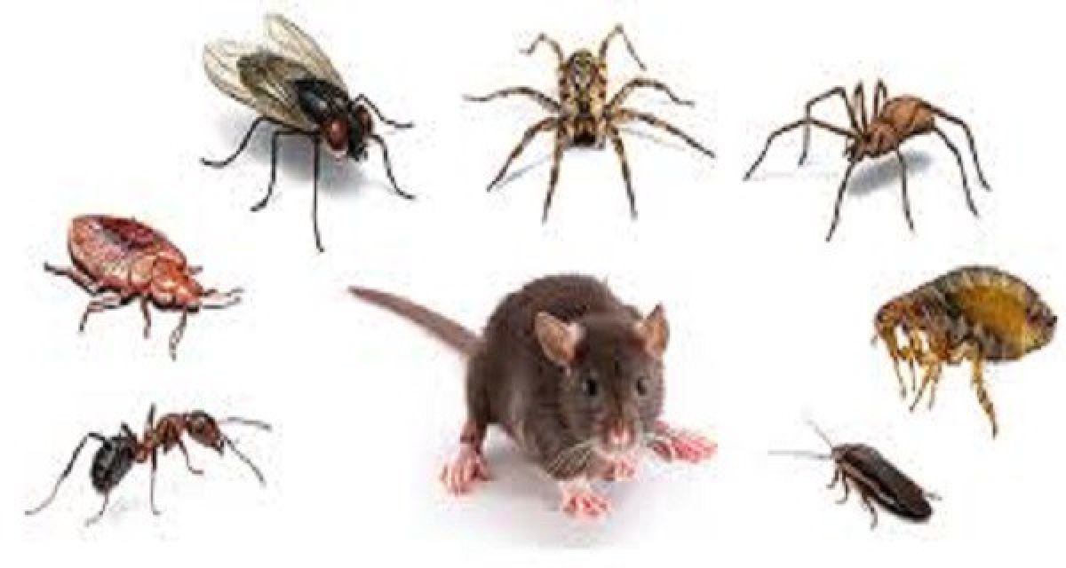 Débarrassez votre maison contre différents insectes grâce à ces produits faits maison !