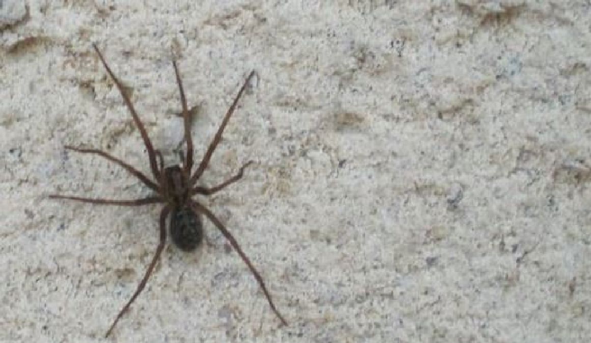 Invasion d’araignées : Voici ce à quoi vous devez vous attendre !
