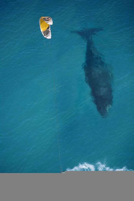 kite-surfing-with-whale-below-aerial-shot-from-above