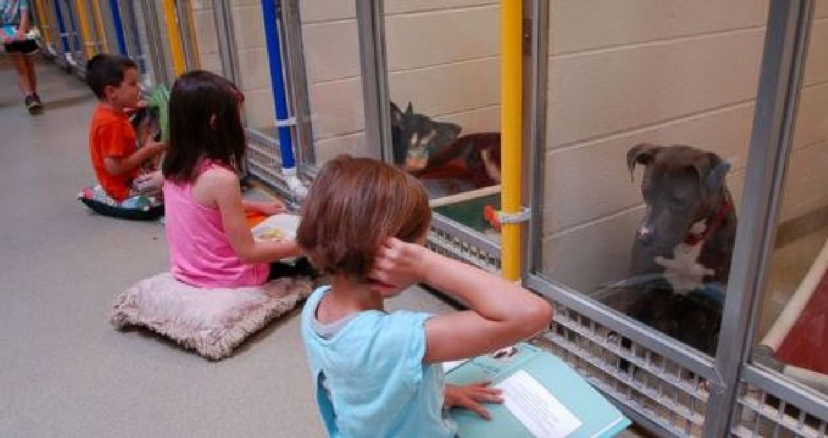 Les chiens du refuge se sentent seuls et abandonnés, des enfants pratiquent la lecture de livres pour eux