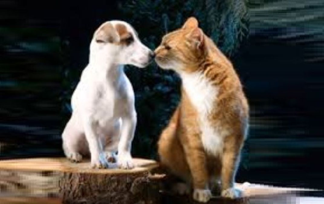 Les chats et chiens peuvent voir ces choses que les humains ne voient pas