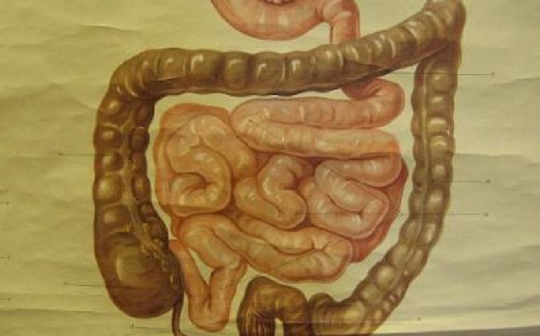 Une étude incroyable qui relie la polyarthrite rhumatoïde aux intestins