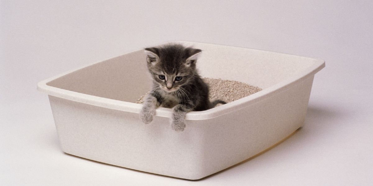 Comment atténuer les odeurs de la litière du chat ?
