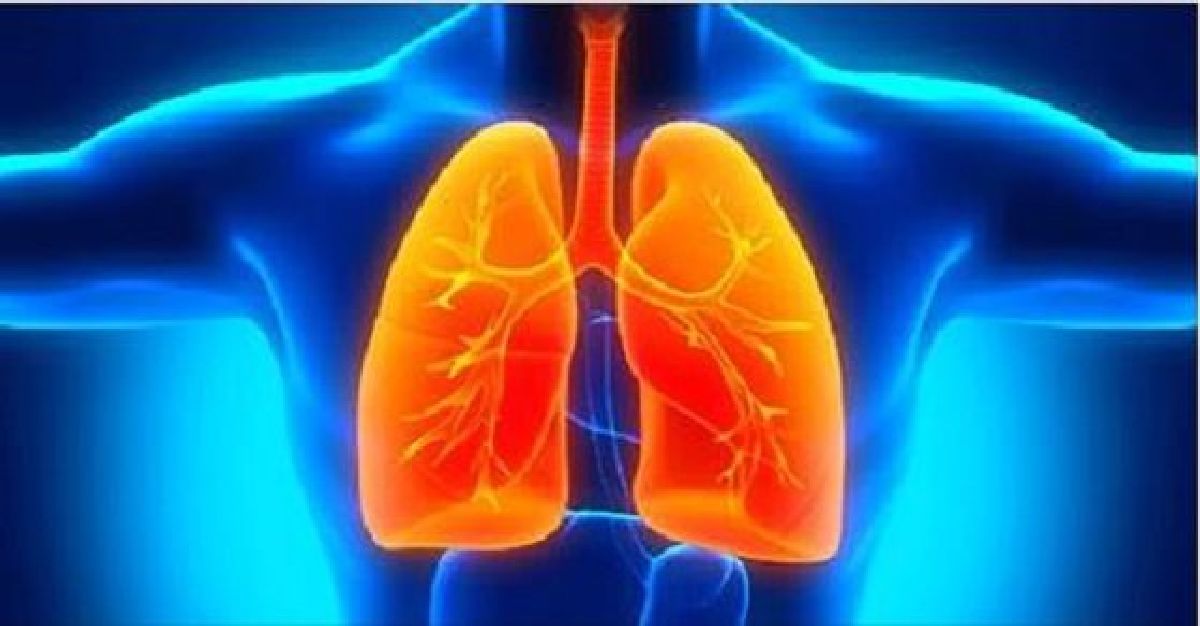 Un composé végétal capable d’inverser les lésions pulmonaires associées à la maladie pulmonaire obstructive chronique