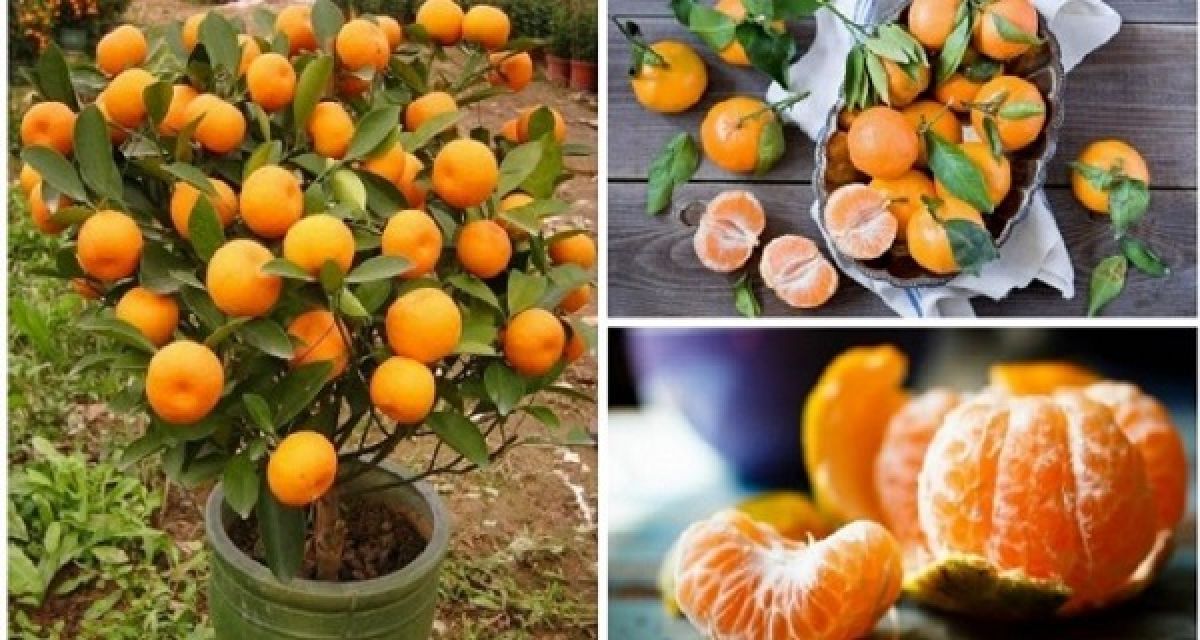 Vous n’achèterez plus de mandarines, plantez les dans un pot et vous en aurez des centaines