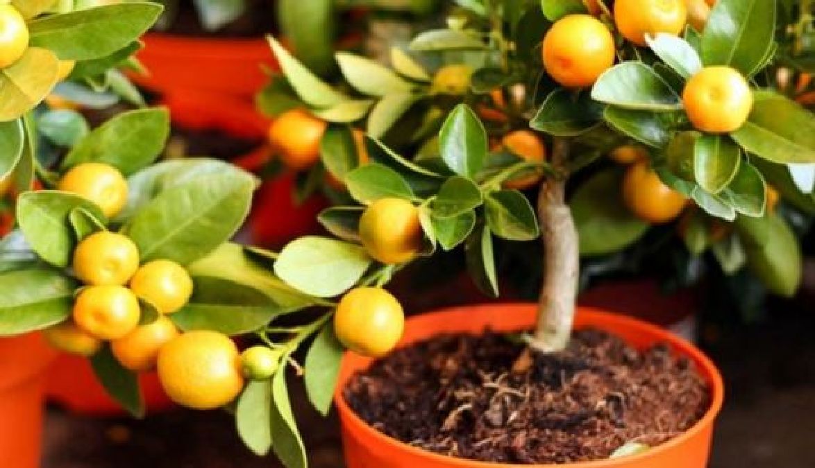 Comment cultiver facilement  les Mandarines (Tangerines) chez vous !