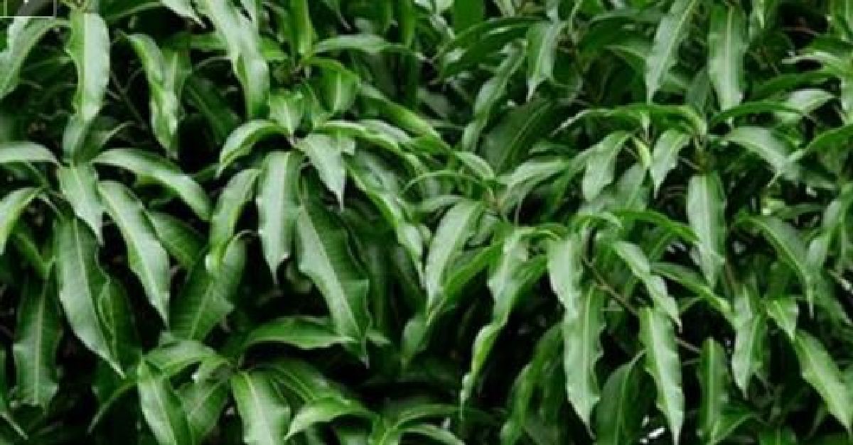 7 propriétés médicinales des feuilles de mangue que vous ignorez