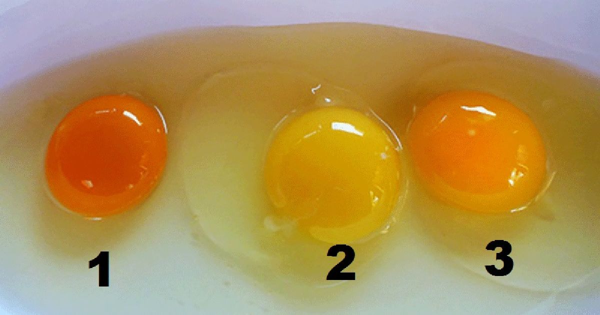 Devinez lequel de ces jaunes d’œuf est le plus sain