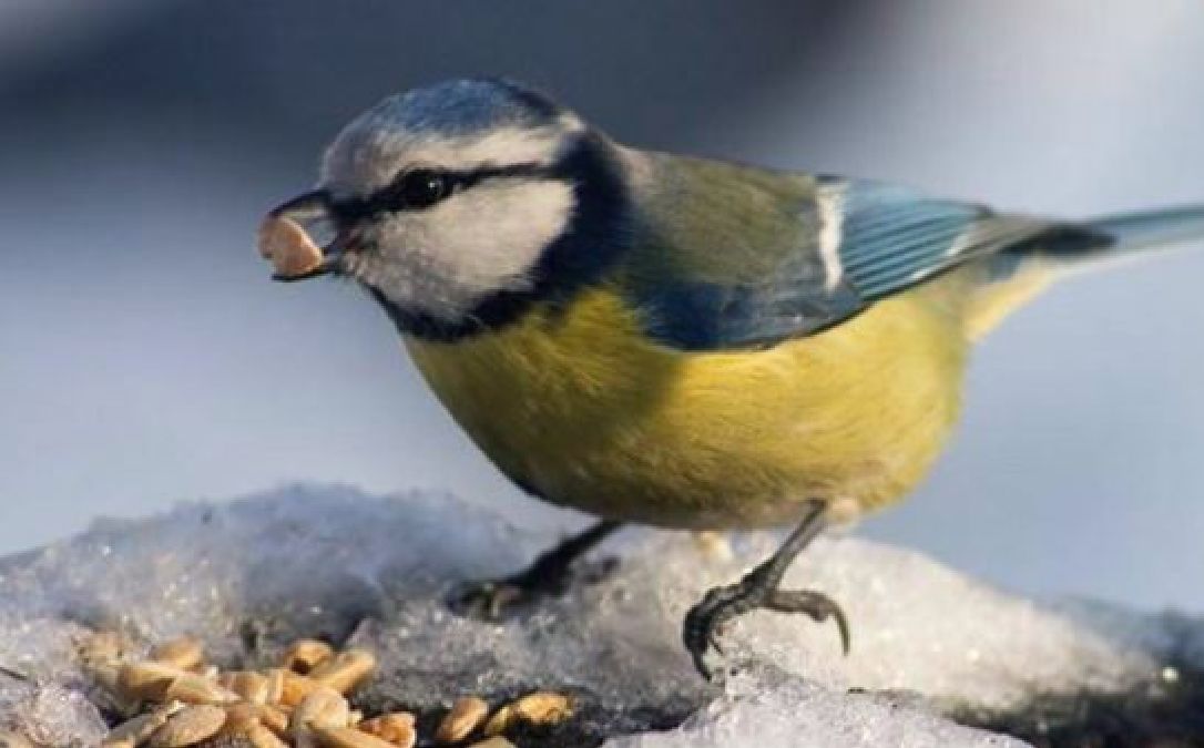 Quelques règles à suivre pour nourrir les oiseaux en hiver