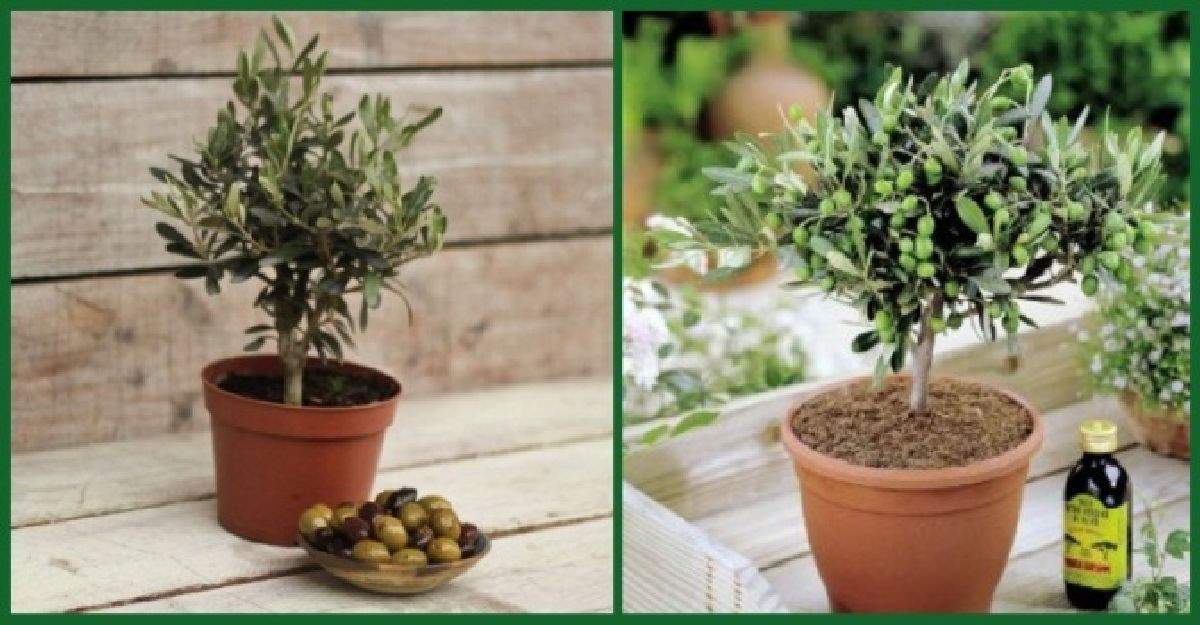 Comment faire pousser un olivier dans un pot + Comment traiter les OLIVES!
