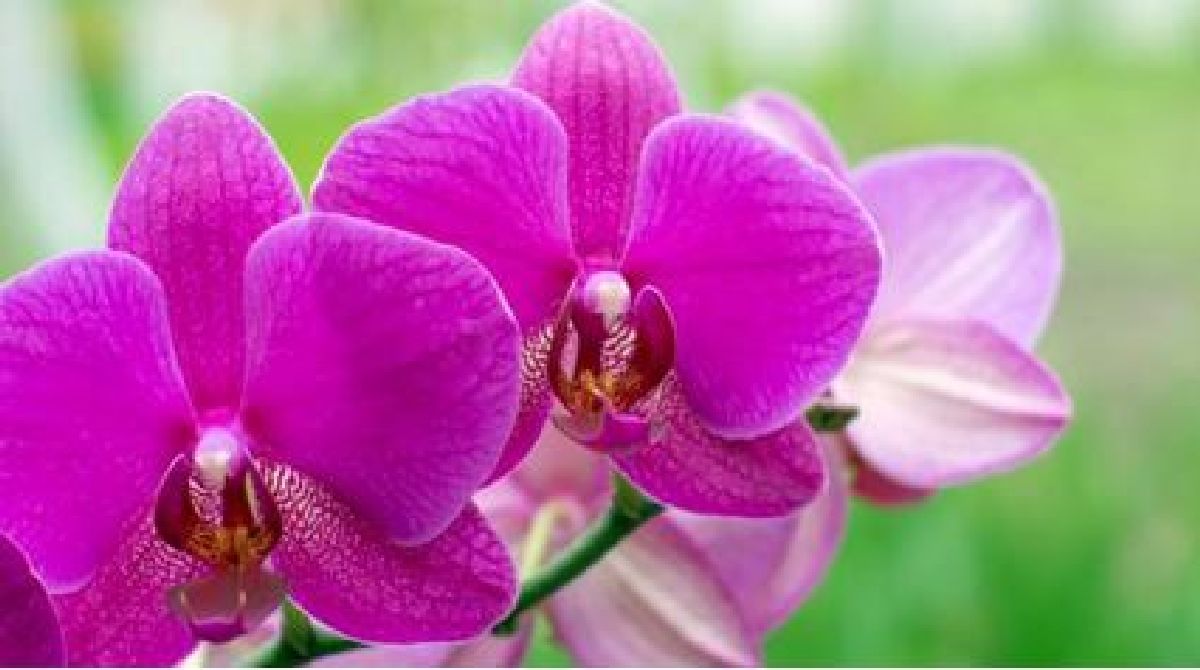 Comment prendre soin d’une orchidée?