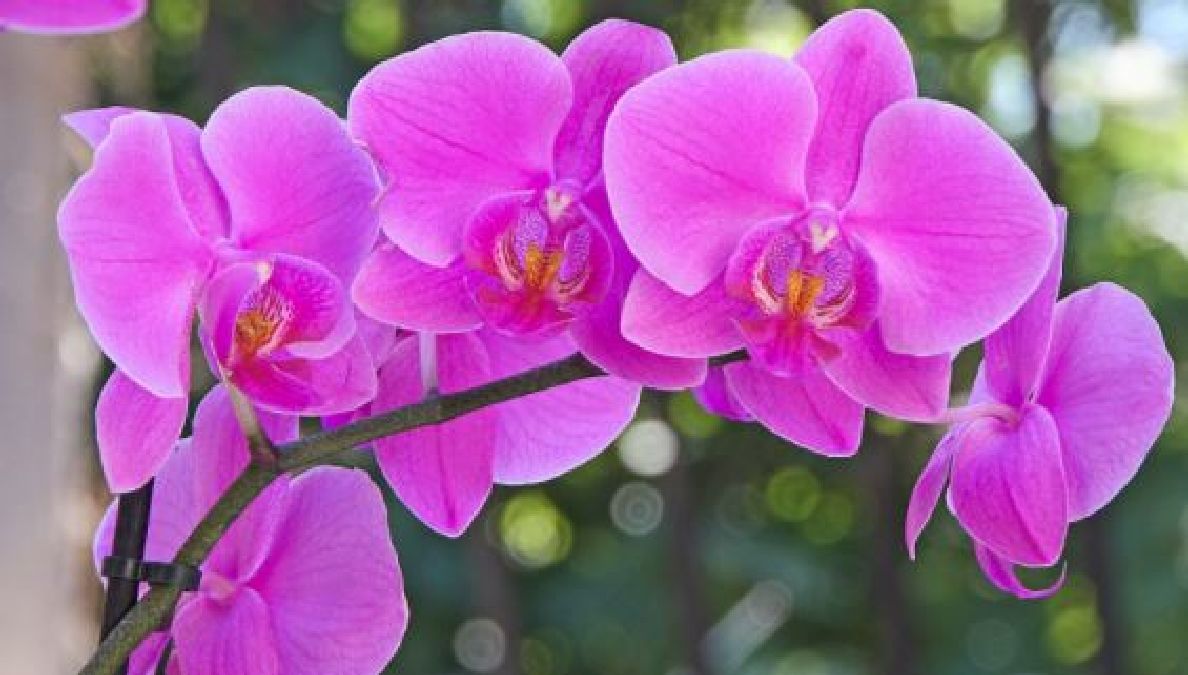Les 5 Règles d’Or Pour Prendre Soin D’une Orchidée: