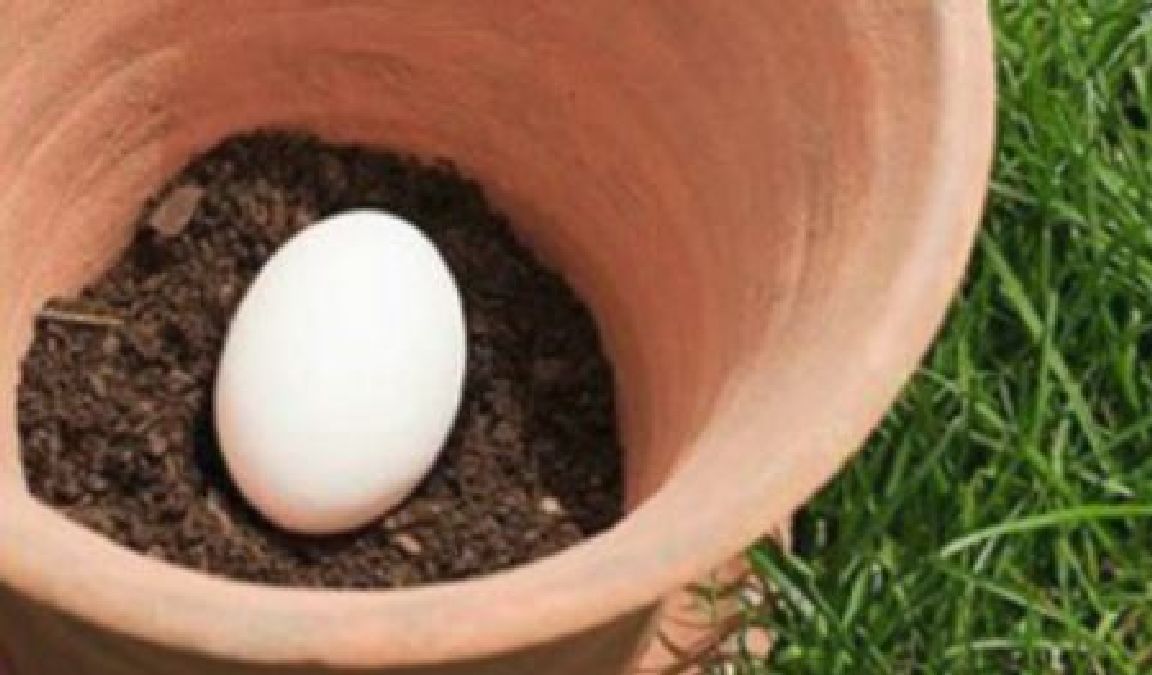 Mettez un œuf cru au fond de votre pot de plante et observez la différence !
