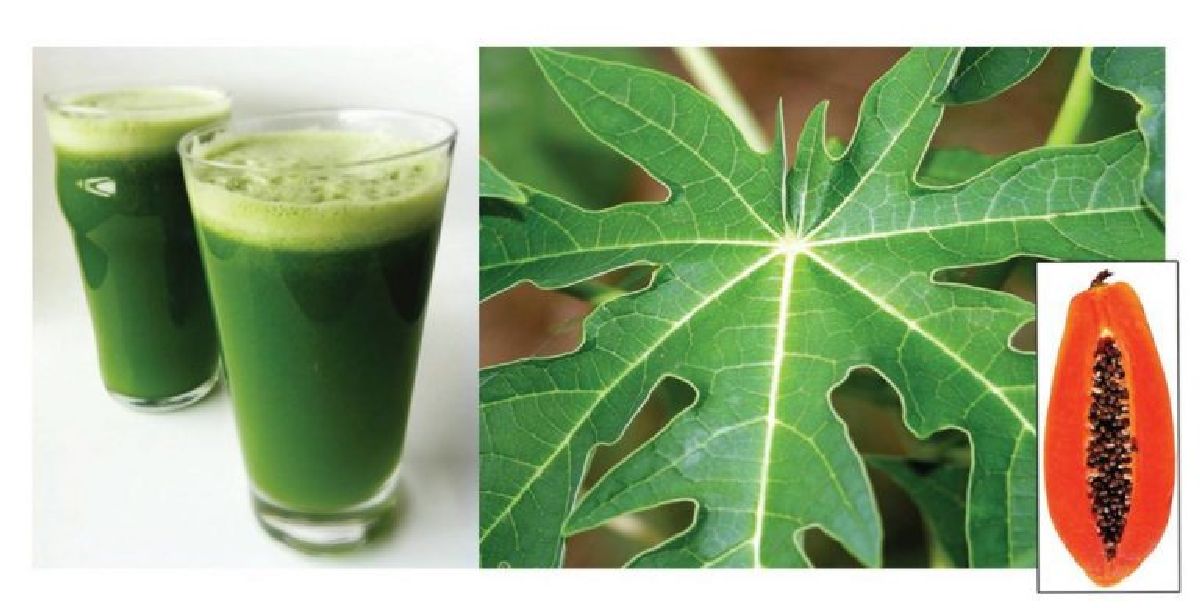 Boire du jus de feuilles de papaye pour guérir de nombreux problèmes de santé!