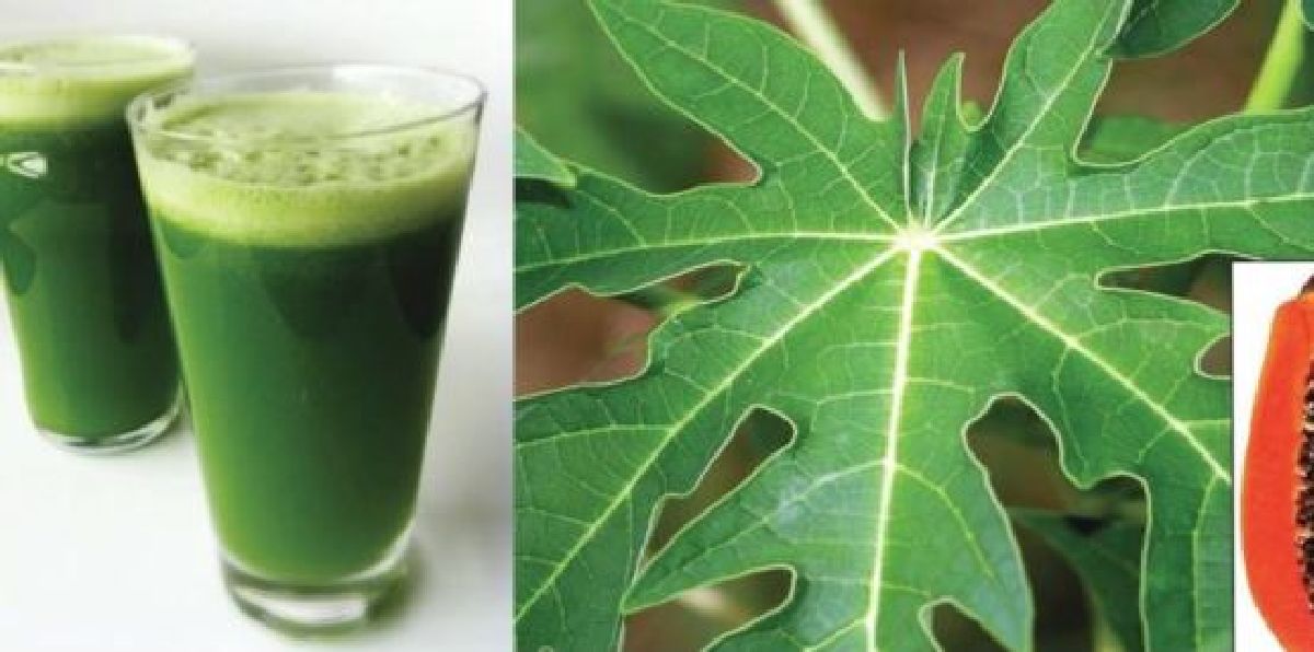 Buvez ce jus de feuilles de papaye pour guérir de nombreuses maladies