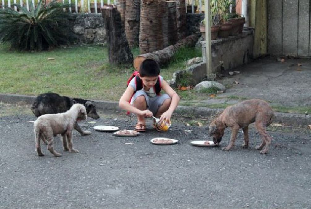Un père découvre que son fils utilise son temps libre pour nourrir des chiens errants!