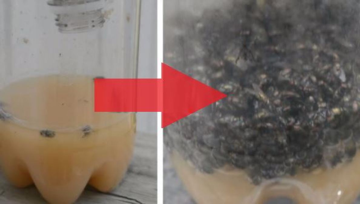 Un piège très efficace pour vous débarrasser des mouches à la maison !