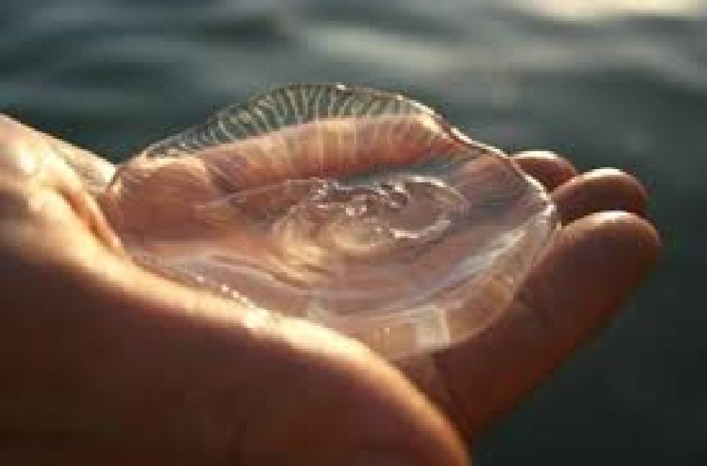 Piqûre de méduse: que faire pour soulager immédiatement la douleur ?