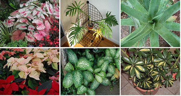 Top 10 des plantes mortelles que vous devez immédiatement éliminez de chez vous !