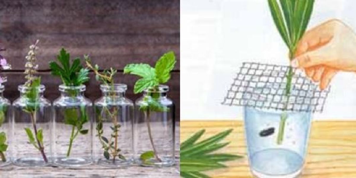 5 herbes que vous pouvez cultiver dans de l’eau à l’intérieur de votre maison