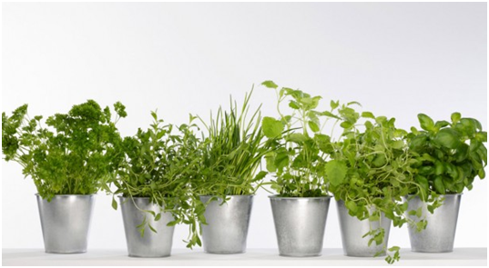 10 plantes qui attirent des énergies positives