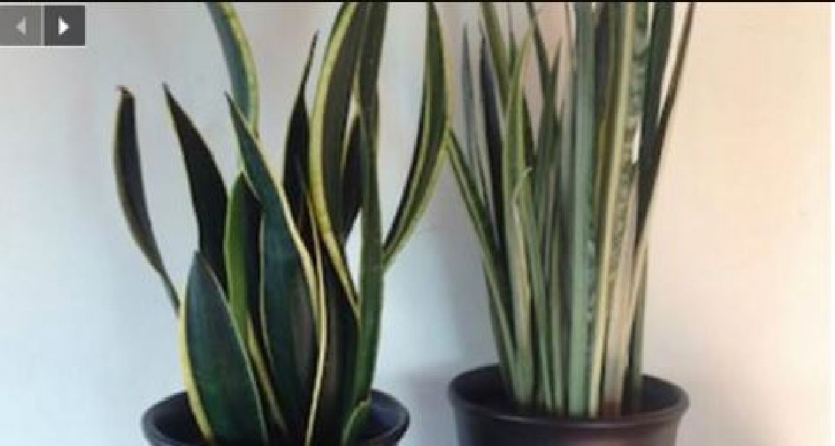 La NASA le dit : Ces plantes à cultiver dans votre maison pour améliorer la qualité de l’air, guérir l’insomnie et les problèmes respiratoires.