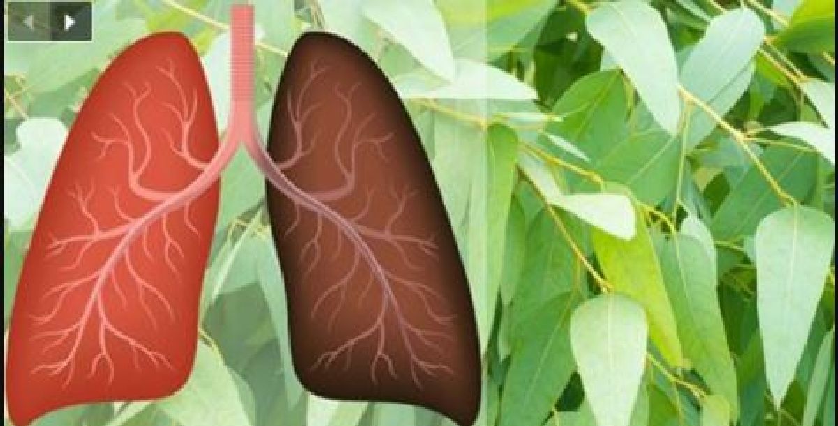 6 plantes et herbes qui réparent les dommages faits aux poumons, combattent les infections et stimulent la santé pulmonaire