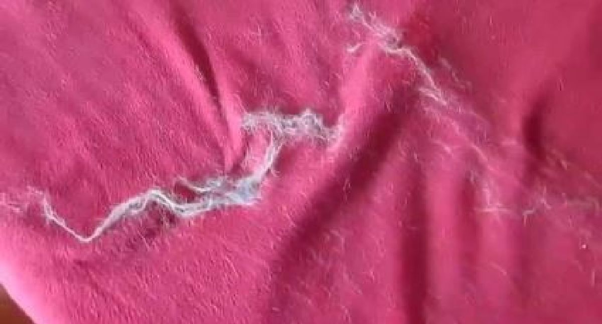 Les poils de votre chat collent sur vos vêtements? essayez cette astuce !