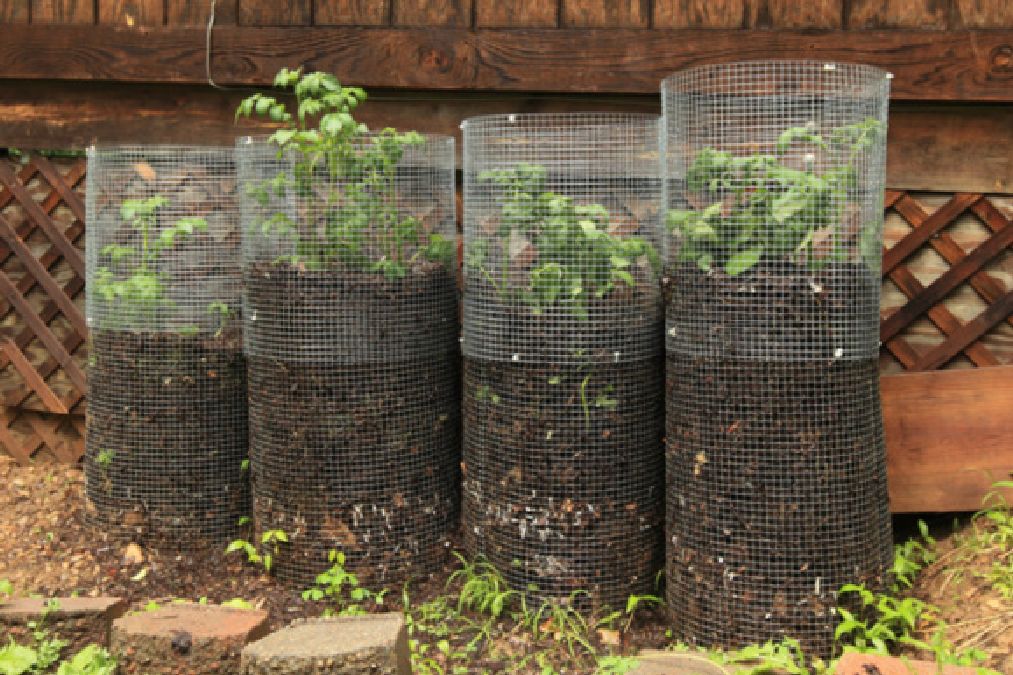 Comment faire pousser  jusqu’ ‘à 100 kg de pommes de terre plantés sur votre balcon !