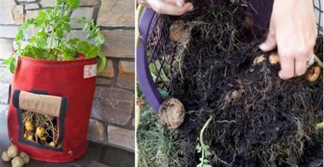 2 façons faciles pour faire pousser des pommes de terre même quand on n’a pas de jardin.