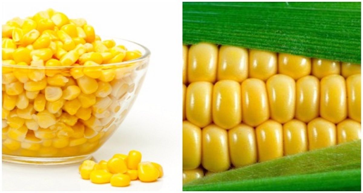 La vérité choquante sur le maïs : 6 raisons de ne plus jamais manger du maïs!