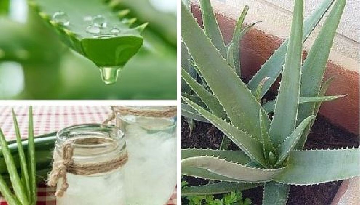 7 avantages fournis par l’Aloe Vera qui vous pousseront à en cultiver chez vous