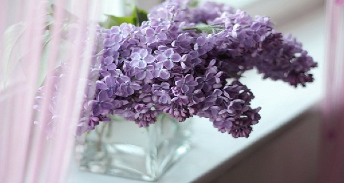 Connaissez-vous les pouvoirs de guérison du lilas?