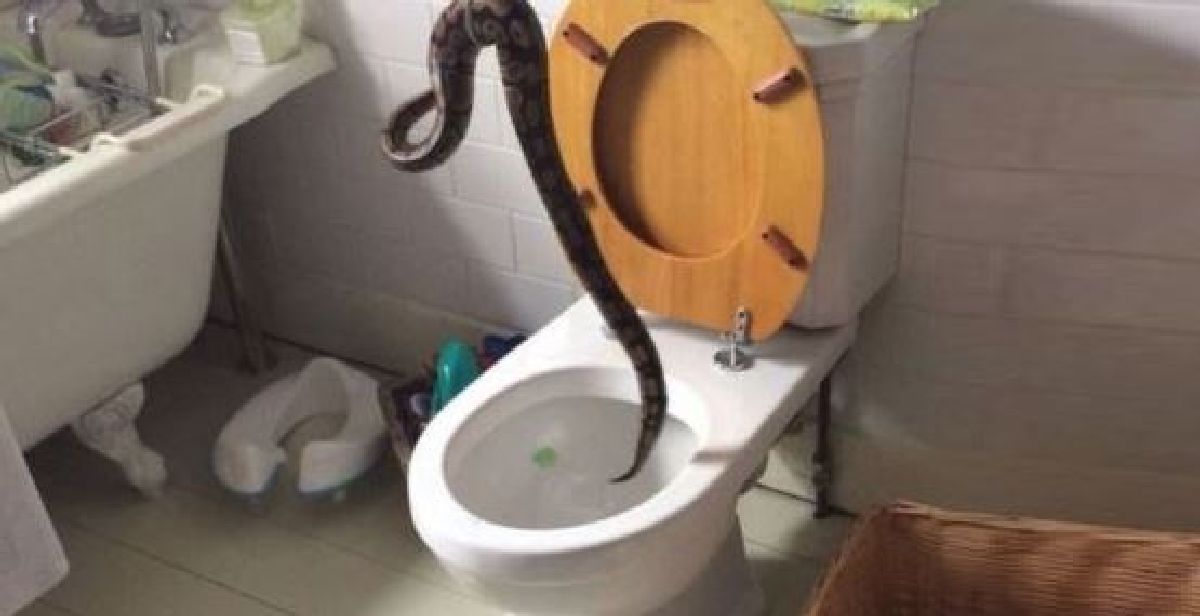 Grenoble : un python sort de ses toilettes