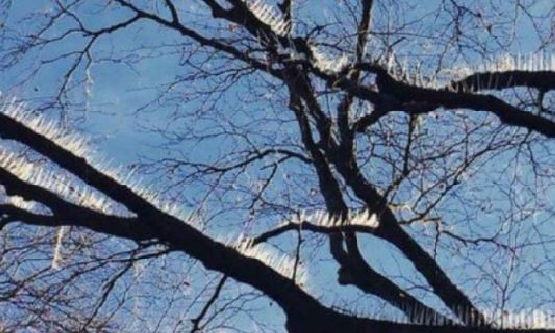 Des pics installés sur des arbres d’un quartier riche pour chasser les oiseaux
