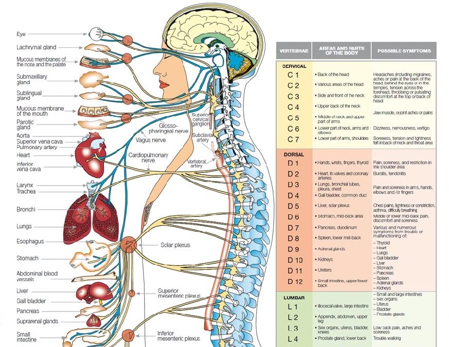 Quelle est l’origine réelle  de la douleur ? Comprendre le lien entre la colonne vertébrale et les autres organes.