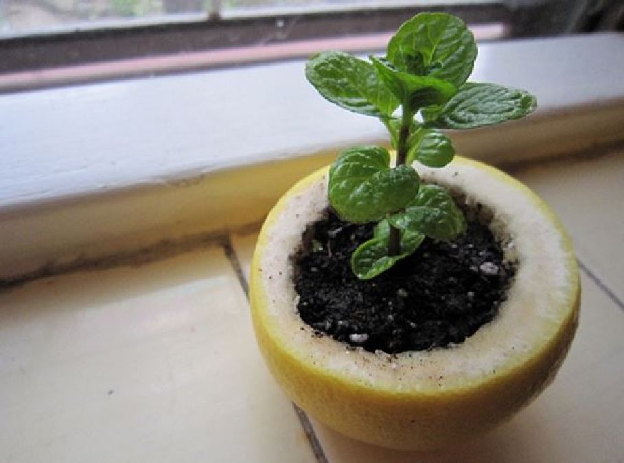 Astuce de jardin: Utiliser la moitié d’une pelure de citron comme pot pour vos semences !