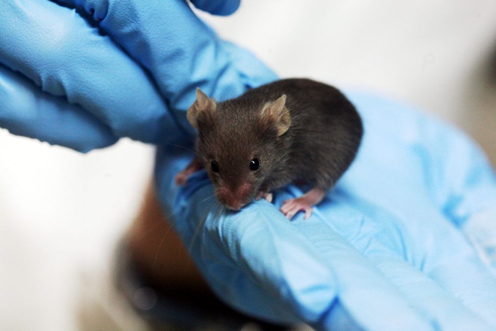 Le scandale des médicaments qui soignent les souris mais pas les humains