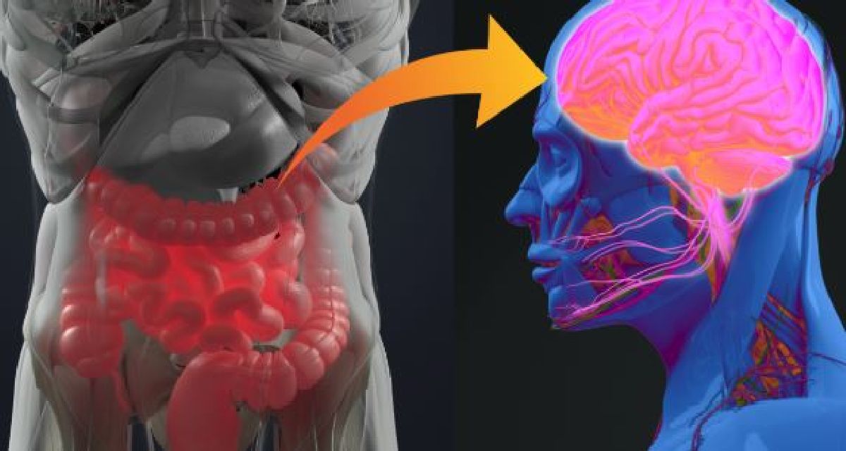 Une connexion entre les intestins et le cerveau qui influencerait la progression de la sclérose en plaque et autres maladies neuro-dégénératives