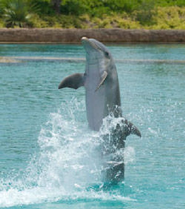 Tentative de communication avec les dauphins