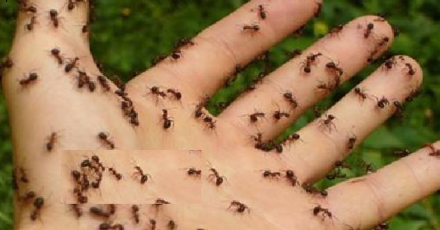 Utilisez ce spray et vous n’aurez plus jamais de problème de fourmis chez vous